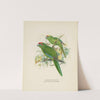 Platycercus auriceps, Platycercus Nove Zealandiae by John Gerrard Keulemans