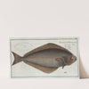 Pleuronectes Hippoglossus, The Holybut. (1785-1797) by Marcus Elieser Bloch