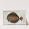 Pleuronectes maximus, The Turbot. by Marcus Elieser Bloch