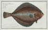 Pleuronectes Platessa, The Plaise.