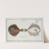 Pleuronectes Rhombus, The Pearl. by Marcus Elieser Bloch