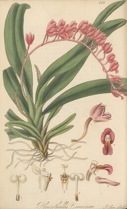 Pleurothallis coccinea