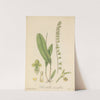 Pleurothallis racemiflora by William Jackson Hooker
