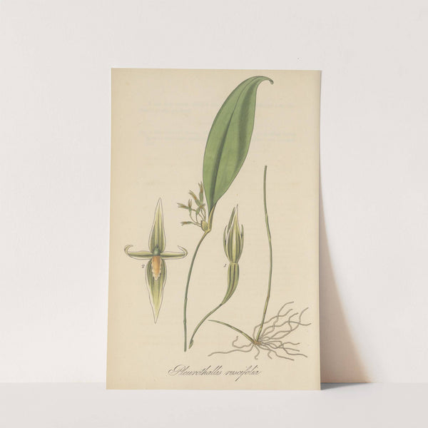 Pleurothallis ruscifolia by William Jackson Hooker