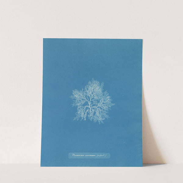 Plocamium coccineum (in fruit) (1843-1853) by Anna Atkins