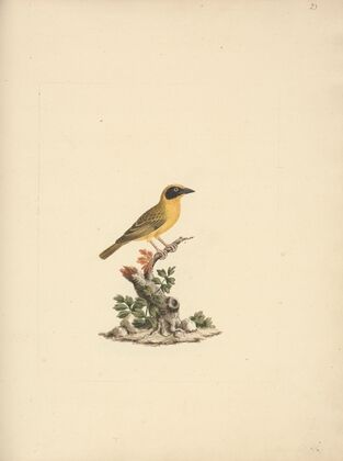 Ploceus ocularis (Spectacled Weaver)