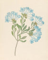 Plombago capensis [Plumbago auriculata]