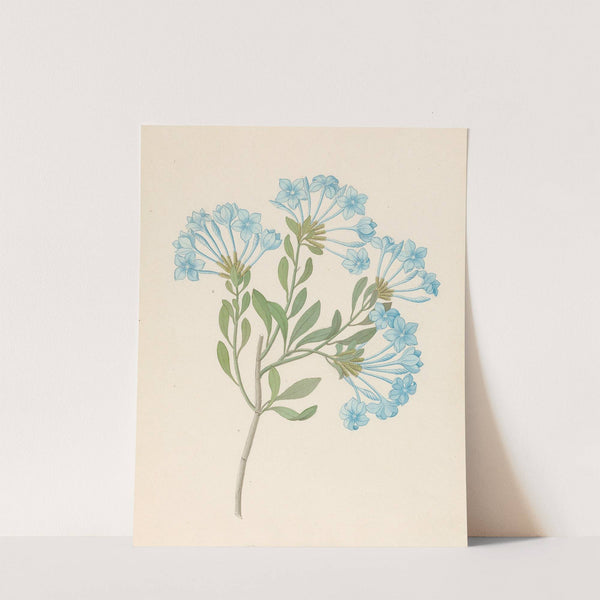 Plombago capensis [Plumbago auriculata] by Clemenz Heinrich Wehdemann