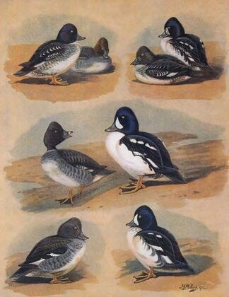 Plumages Of Barrow’s Golden-Eye