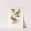 Plumages of Reeves’s and Elliot’s Pheasants (1918-1922) by Henrik Gronvold