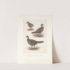 Plumages of the Black-backed Kaleege (Gennaeus melanonotus). (1918-1922) by Henrik Gronvold