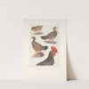Plumages of the Grey Junglefowl. (1918-1922) by Henrik Gronvold