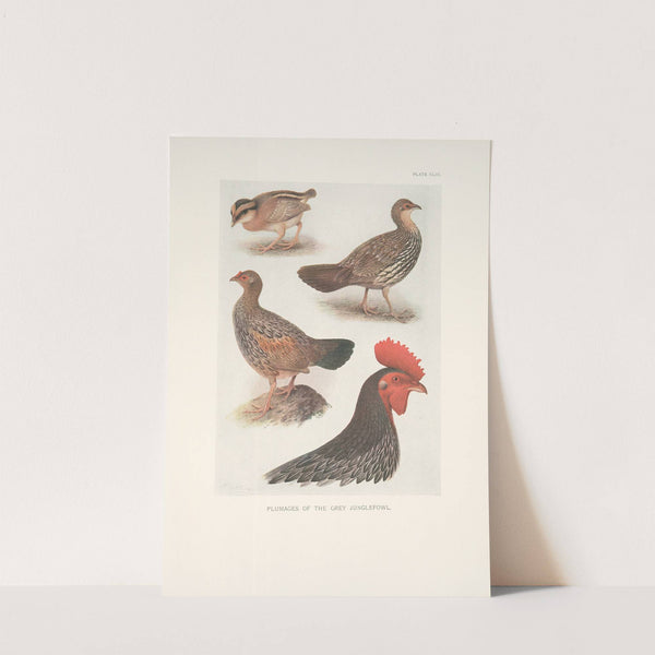 Plumages of the Grey Junglefowl. (1918-1922) by Henrik Gronvold