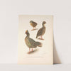 Plumages of the Himalayan Blood Partridge. (1918-1922) by Henrik Gronvold
