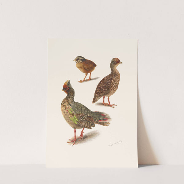 Plumages Of The Himalayan Blood Partridge by Henrik Gronvold