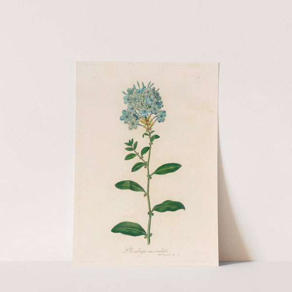 Plumbago auriculata (1818-1824) by Gaetano Savi