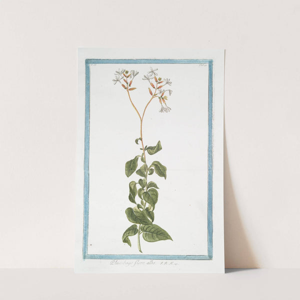 Plumbago flore albo. (Leadwort, skyflower) by Giorgio Bonelli