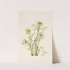 Plume Anemone (flower). Pulsatilla occidentalis (1925) by Mary Vaux Walcott