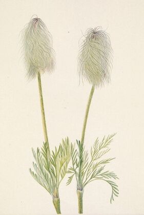 Moss Gentian. Gentiana prostrata (1925) — size preview