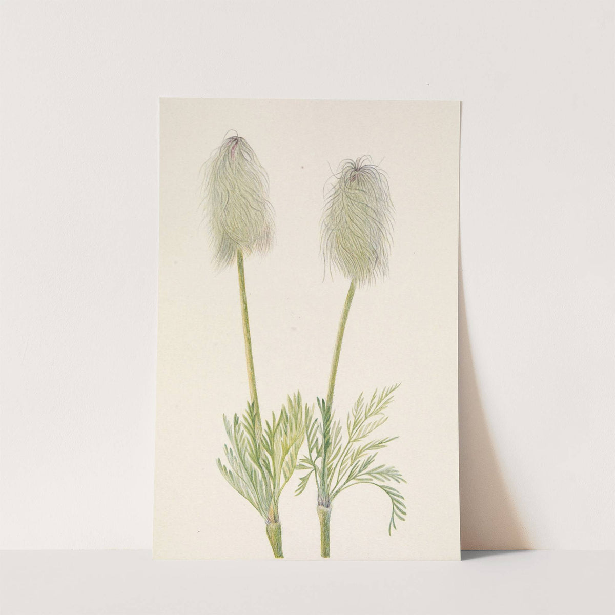 Plume Anemone (fruit). Pulsatilla occidentalis (1925) by Mary Vaux Walcott