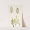 Plume Anemone (fruit). Pulsatilla occidentalis (1925) by Mary Vaux Walcott