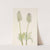Plume Anemone (fruit). Pulsatilla occidentalis (1925) by Mary Vaux Walcott