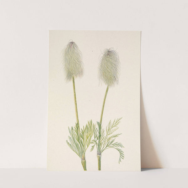 Plume Anemone (fruit). Pulsatilla occidentalis (1925) by Mary Vaux Walcott