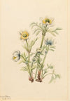 Lechuguilla (Agava lechuguilla) (1934)
