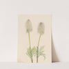 Plume Anemone (Pulsatilla occidentalis) (1923) by Mary Vaux Walcott