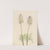 Plume Anemone (Pulsatilla occidentalis) (1923) by Mary Vaux Walcott