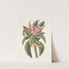 Plumeria by Mark Catesby