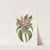 Plumeria by Mark Catesby