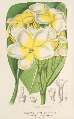Plumeria lutea