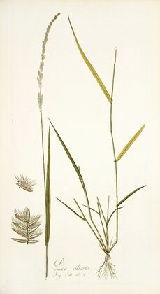 Poa ciliaris