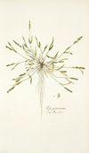 Poa peruviana