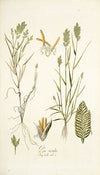 Poa sicula