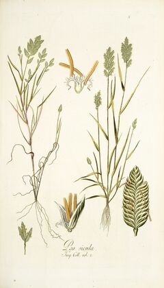 Poa sicula