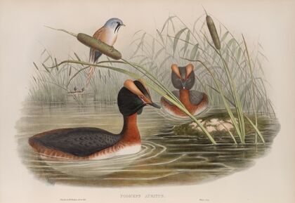 Podiceps auritus. Horned Grebe. (1862-1873)