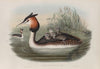 Podiceps cristatus. Great Crested Grebe. (1862-1873)