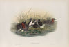 Podiceps minor. Little Grebe, or Dabchik. (1862-1873)