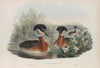 Podiceps rubricollis. Red-necked Grebe. (1862-1873)