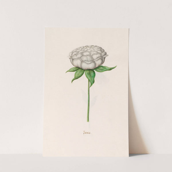 Poeonia. [Peony] (1692) by Magdelena Rosina Funck
