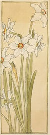 Poet’s Narcissus