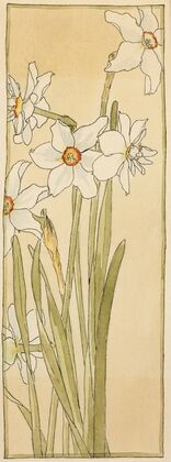 Poet’s Narcissus