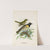 Pogonornis cincta (Male and Female) by John Gerrard Keulemans