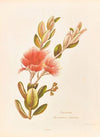 Pohotukawa, Metrosideros Tomentosa