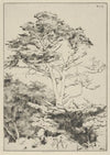 Point Lobos Cypress (1915-1925)