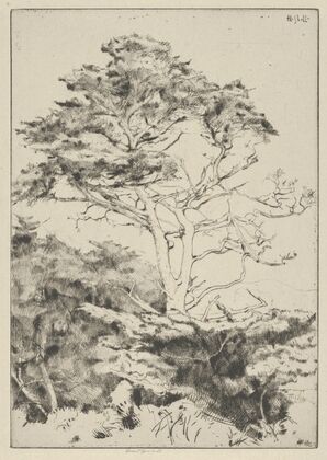 Point Lobos Cypress (1915-1925)