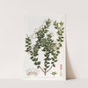 Pointed-leaved Pernettia (1815-1819) by Sydenham Edwards