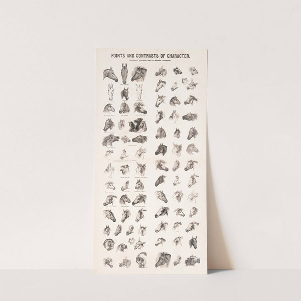 Points and contrasts of character by D. Macner